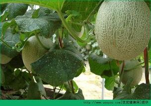 饭前吃哈密瓜会胖吗,增肥还是减肥?揭秘真相