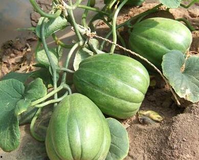 吃瓜很合理,理性围观，合理解读