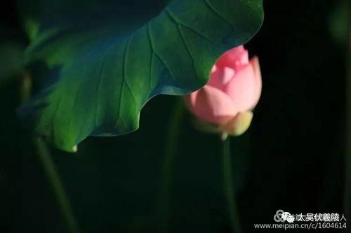 荷花塘边吃瓜群众,吃瓜群众热议风云